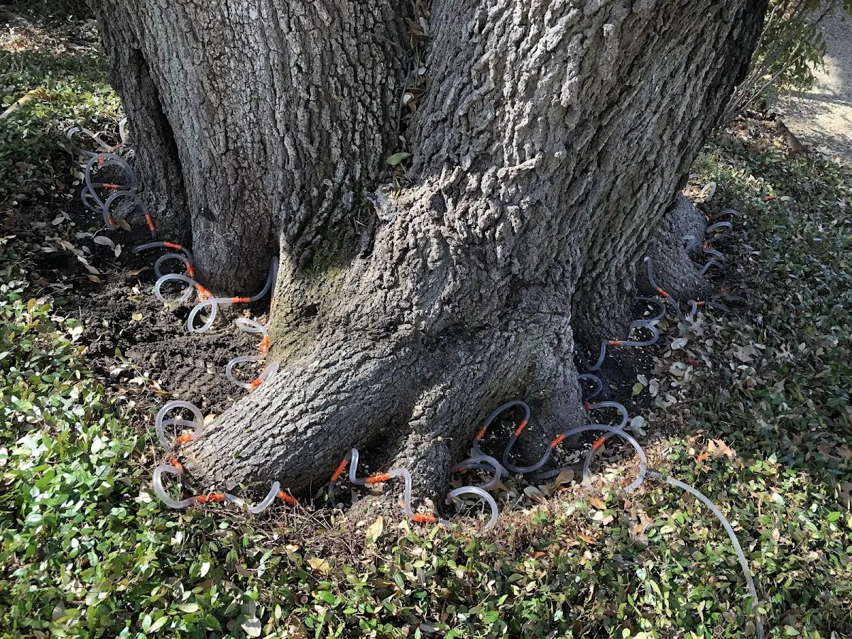 Detailed Tree Cabling and Bracing job site in Weir