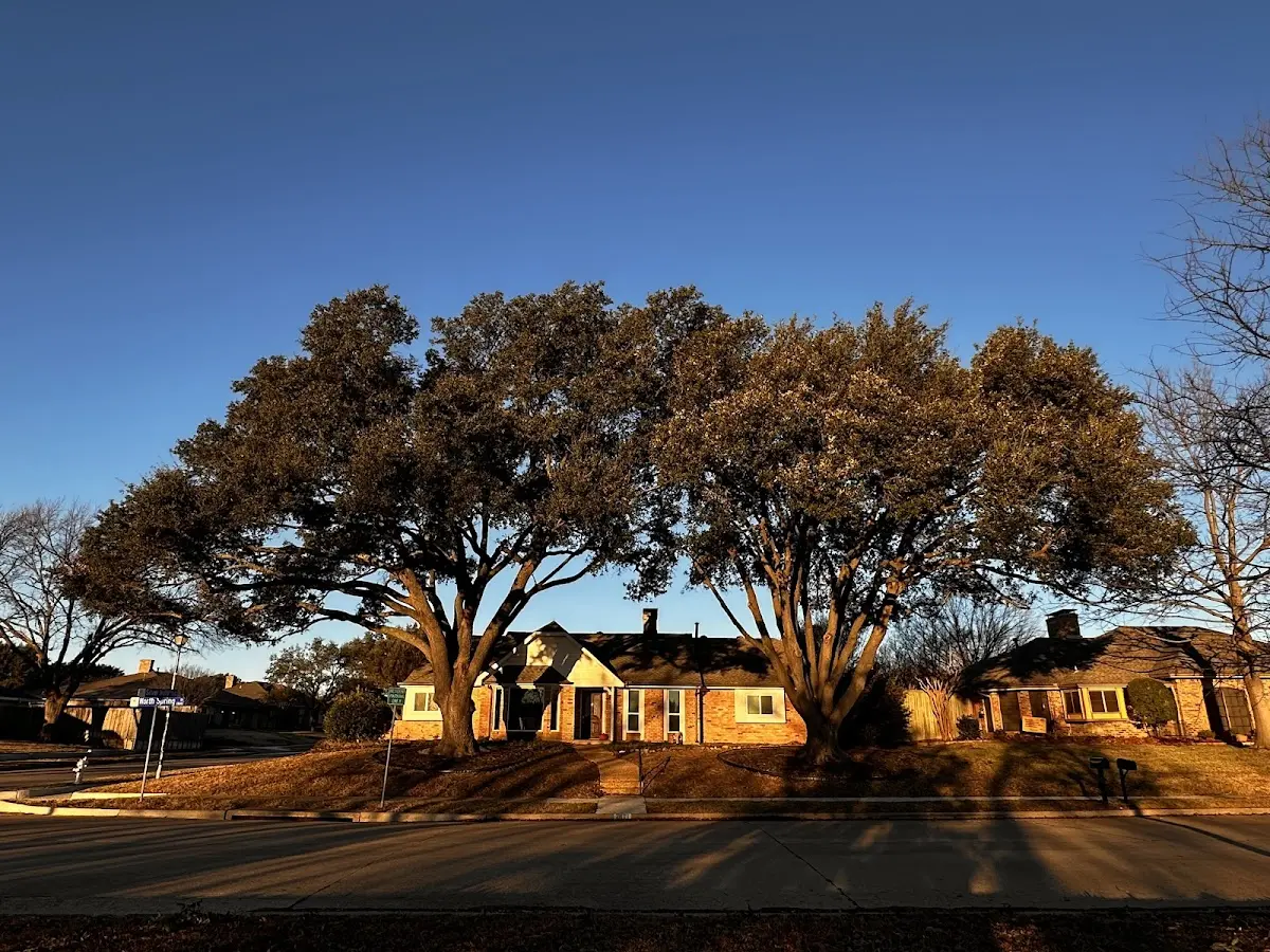 Established residential canopy tree shading a home in Weir